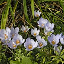 Attēlu rezultāti vaicājumam “Crocus speciosus flower”