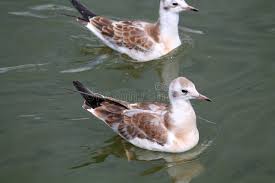 Attēlu rezultāti vaicājumam “Larus ridibundus juvenile”