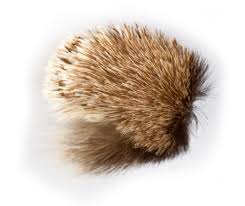 Attēlu rezultāti vaicājumam “Pheosia gnoma male”