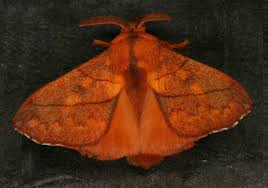 Attēlu rezultāti vaicājumam “Lasiocampidae”