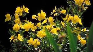 Image result for Nachtkerze