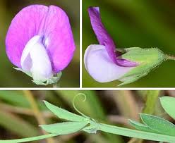 Attēlu rezultāti vaicājumam “Lathyrus”