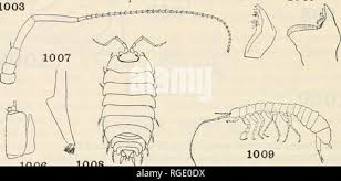 Attēlu rezultāti vaicājumam “Oniscoidea”
