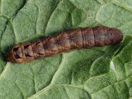 Attēlu rezultāti vaicājumam “Xestia triangulum”