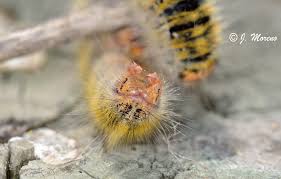 Attēlu rezultāti vaicājumam “Lasiocampa trifolii”