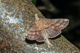 Attēlu rezultāti vaicājumam “Pterostoma palpina larva”