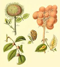 Attēlu rezultāti vaicājumam “Diplolepis eglanteriae”