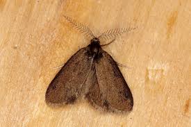 Attēlu rezultāti vaicājumam “Psyche casta”