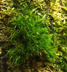 Attēlu rezultāti vaicājumam “Dicranum viride”