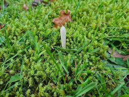 Attēlu rezultāti vaicājumam “Clavaria argillacea”