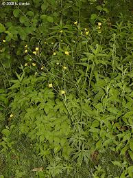 Attēlu rezultāti vaicājumam “Ranunculus acris leaf”
