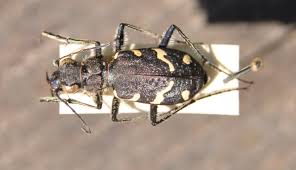 Attēlu rezultāti vaicājumam “Cicindela sylvatica”