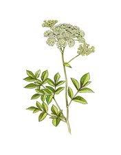 Image result for Angelica silvestris