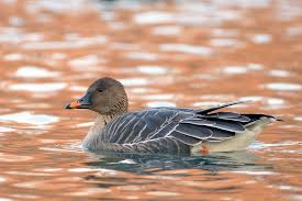 Attēlu rezultāti vaicājumam “Anser serrirostris”