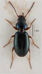 Attēlu rezultāti vaicājumam “Bembidion litorale”