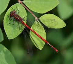 Attēlu rezultāti vaicājumam “Pyrrhosoma nymphula”