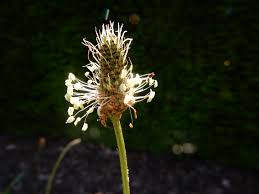 Attēlu rezultāti vaicājumam “Plantago major flower”