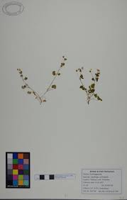 Attēlu rezultāti vaicājumam “Saxifraga cymbalaria”