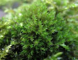 Attēlu rezultāti vaicājumam “Cinclidotus danubicus”