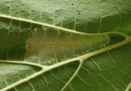 Attēlu rezultāti vaicājumam “Phyllonorycter nicellii”