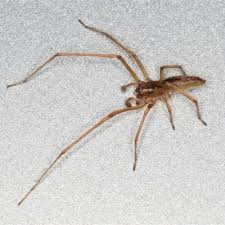 Attēlu rezultāti vaicājumam “Cheiracanthium sp. male”