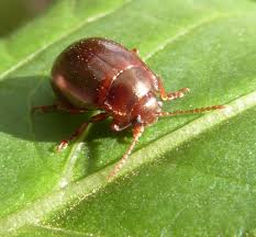 Attēlu rezultāti vaicājumam “Chrysolina staphylaea”