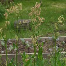 Image result for Sauerampfer