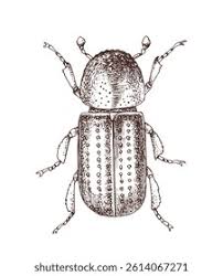 Attēlu rezultāti vaicājumam “Scolytidae”