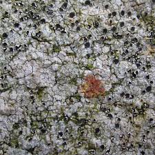 Attēlu rezultāti vaicājumam “Trapelia coarctata”