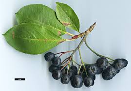 Attēlu rezultāti vaicājumam “Aronia melanocarpa fruit”