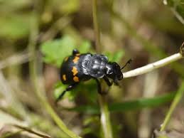 Attēlu rezultāti vaicājumam “Nicrophorus investigator imago”