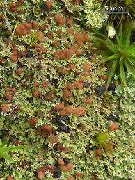 Attēlu rezultāti vaicājumam “Cladonia caespiticia”
