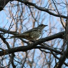Attēlu rezultāti vaicājumam “Turdus viscivorus juvenile”
