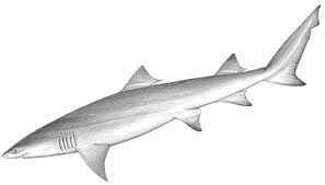 Image result for Negaprion acutidens