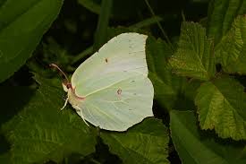 Attēlu rezultāti vaicājumam “Gonepteryx rhamni female”