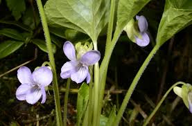Attēlu rezultāti vaicājumam “Viola mirabilis leaf”