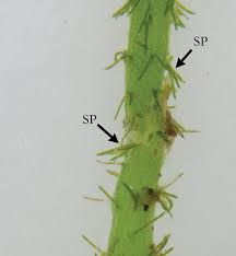 Attēlu rezultāti vaicājumam “Chara polyacantha”