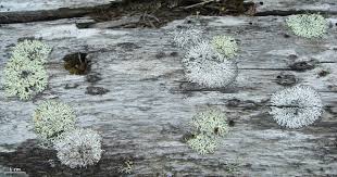 Attēlu rezultāti vaicājumam “Parmeliopsis ambigua”