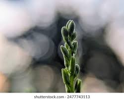 Attēlu rezultāti vaicājumam “Goodyera repens bud”