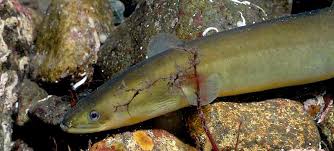 Image result for Anguilla anguilla