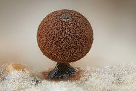 Attēlu rezultāti vaicājumam “Enerthenema papillatum”