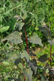 Image result for Atriplex hortensis