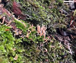 Attēlu rezultāti vaicājumam “Lentaria sp.”