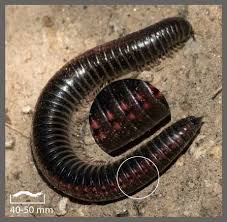 Attēlu rezultāti vaicājumam “Ommatoiulus sabulosus aimatopodus”