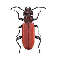 Attēlu rezultāti vaicājumam “Cucujidae”