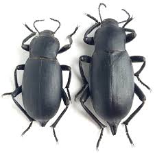 Attēlu rezultāti vaicājumam “Tenebrionidae”