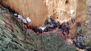 Attēlu rezultāti vaicājumam “Stemonitidaceae”