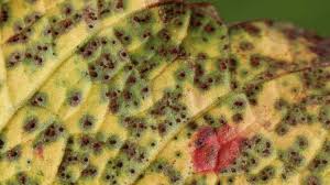 Attēlu rezultāti vaicājumam “Puccinia sessilis”