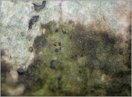 Attēlu rezultāti vaicājumam “Arthonia spadicea”