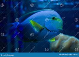 Image result for Acanthurus blochii